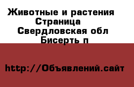  Животные и растения - Страница 6 . Свердловская обл.,Бисерть п.